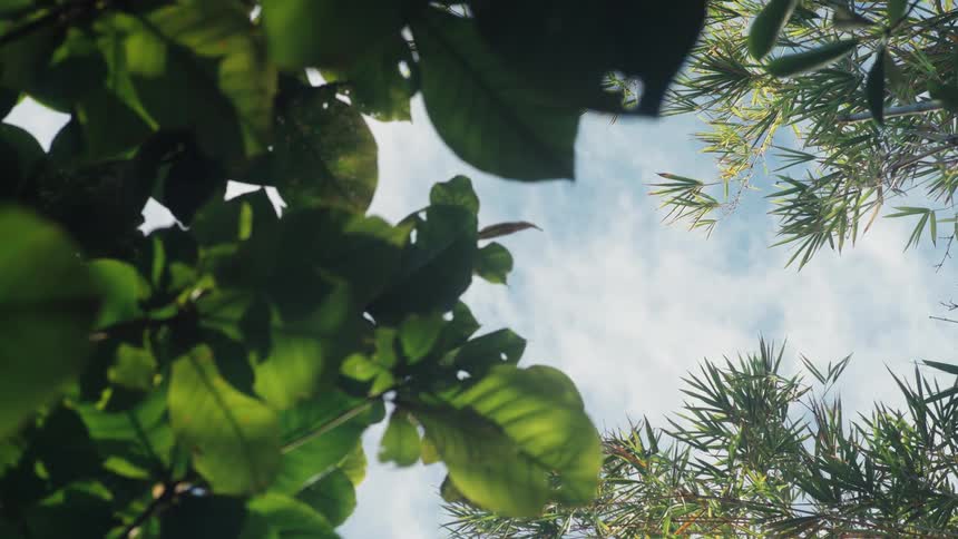 A serene low-angle view looks up through vibrant green tropical leaves at a clear blue sky with soft passing clouds