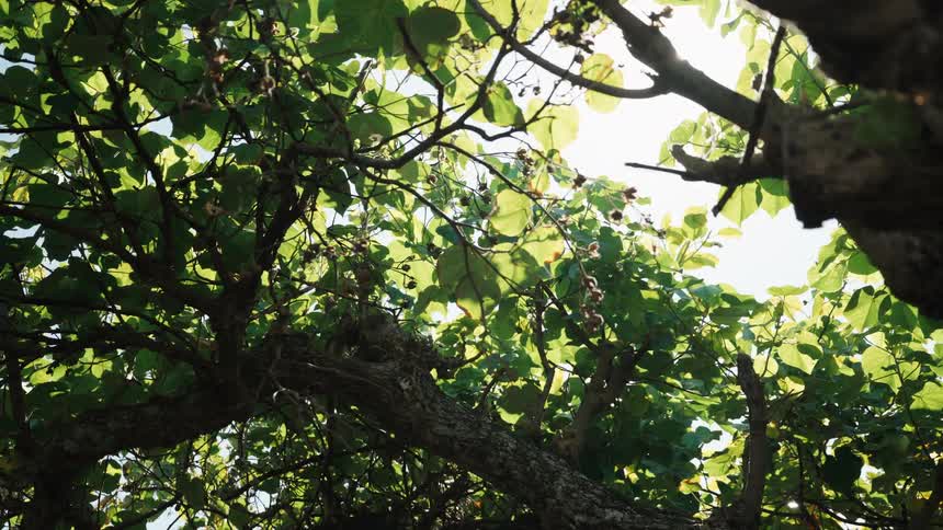 Bright sun rays and lens flare filter through the green leaves of a lush tree canopy