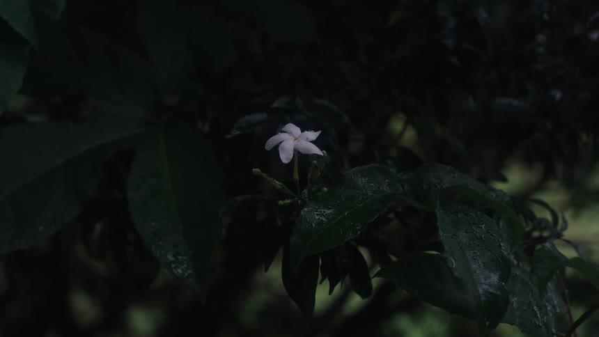 A lone white flower stands out against dark, wet leaves on a gloomy day