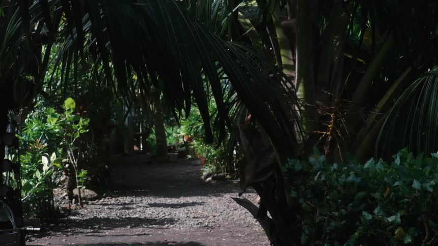 A quiet, shady gravel path winds its way through a dense and lush tropical garden filled with palm trees