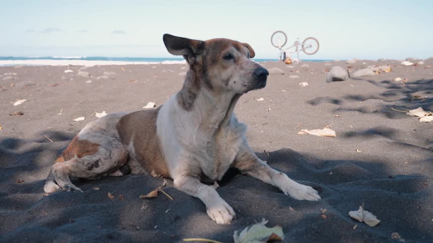 A relaxed brown and white dog lies in the shade on a black sand beach with the ocean behind it