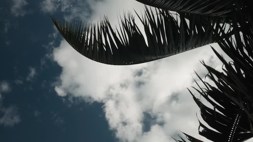 Silhouetted palm fronds sway gently in the breeze against a backdrop of a deep blue sky and white clouds