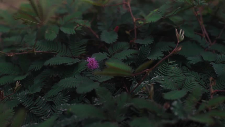 A small pink Mimosa pudica flower, also known as a shy plant, stands out against its dark green leaves as it sways gently in a moody garden