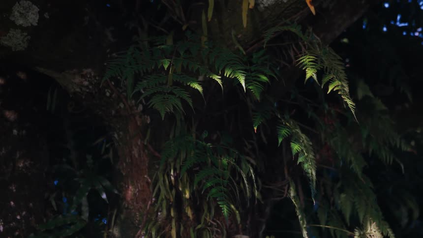 A slow zoom reveals lush green ferns growing on a tree trunk, illuminated by dappled light in a dark, mysterious forest