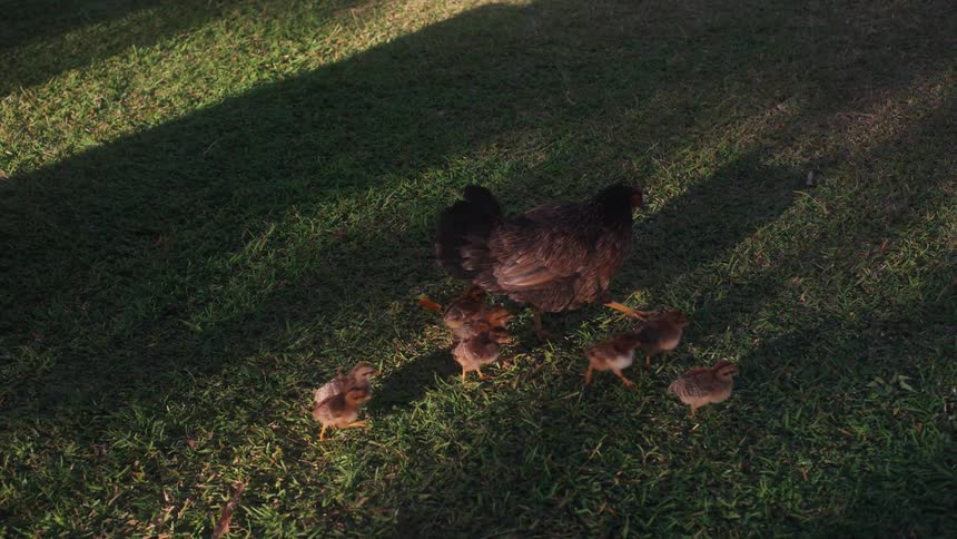 A mother hen leads her brood of adorable baby chicks across a sunlit green lawn in a peaceful slow-motion scene