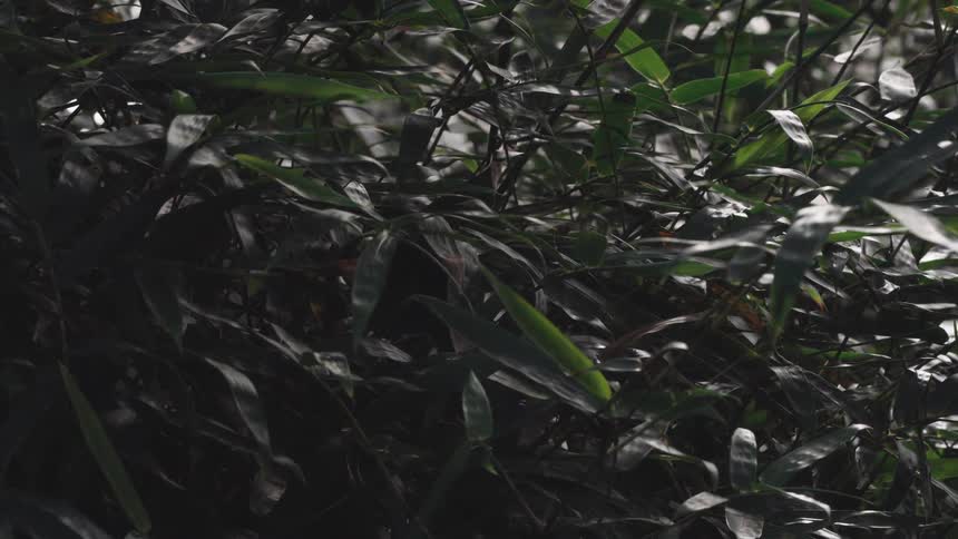Sunlight filters through dense, dark green bamboo leaves, creating shifting patterns of light and shadow