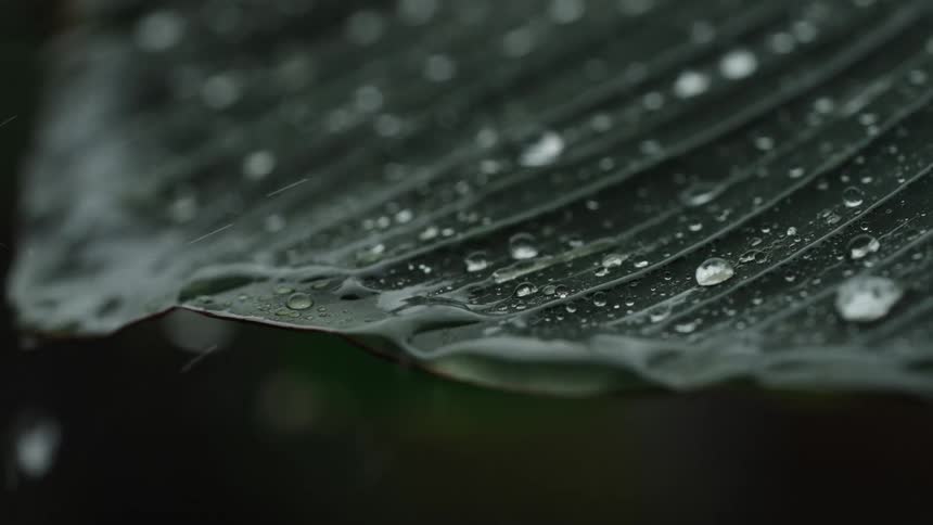 A slow-motion macro shot of raindrops falling onto a dark green leaf, collecting in droplets, and rolling off the edge