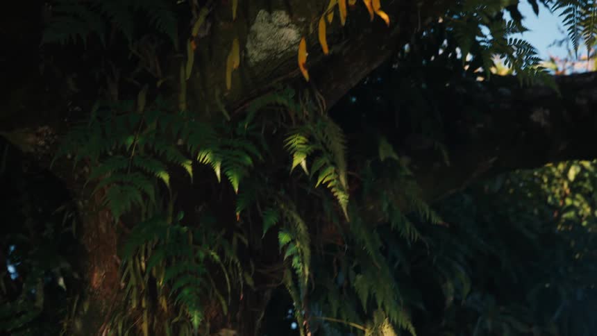 A close-up tilting shot reveals a tropical tree trunk covered in green ferns and moss