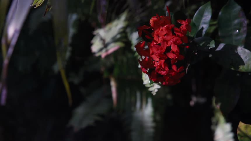 Raindrops fall on a vibrant red flower cluster in a lush, dark garden at night