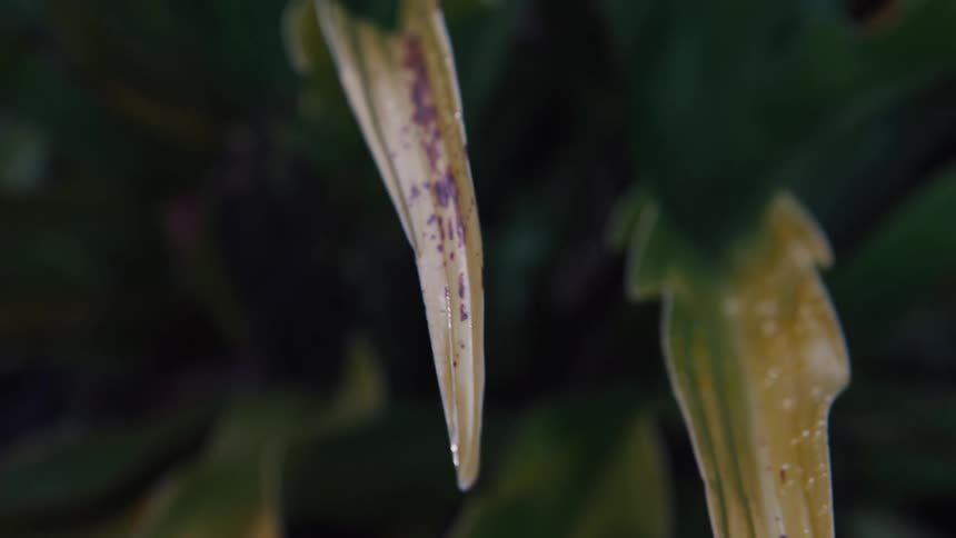 An extreme close-up shot slowly zooms out from a wet, speckled yellow and purple leaf against a dark, leafy background