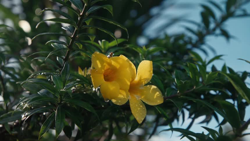 A serene close-up shot shows a small bug crawling on a dew-kissed yellow flower amidst lush green leaves