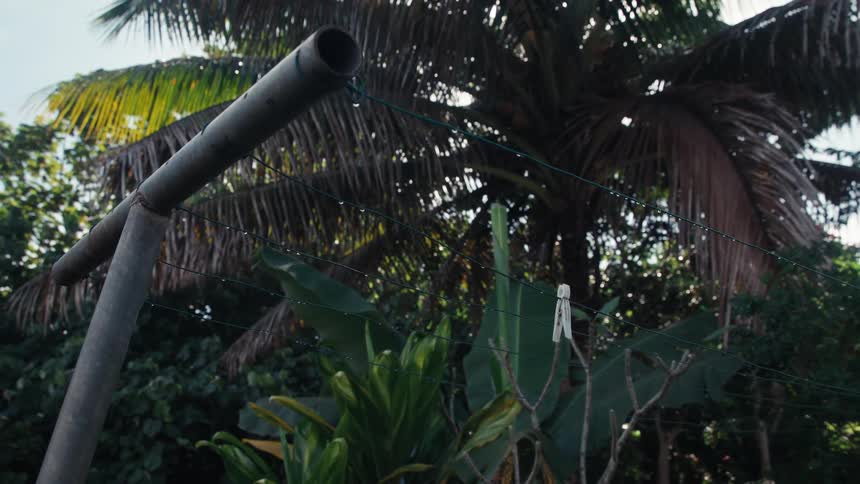 A single white clothespin hangs on a clothesline in a lush tropical garden with a large palm tree in the background