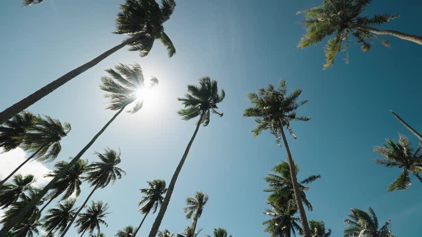 Sunlight filters through tall, swaying palm trees against a clear blue sky in this serene low-angle shot