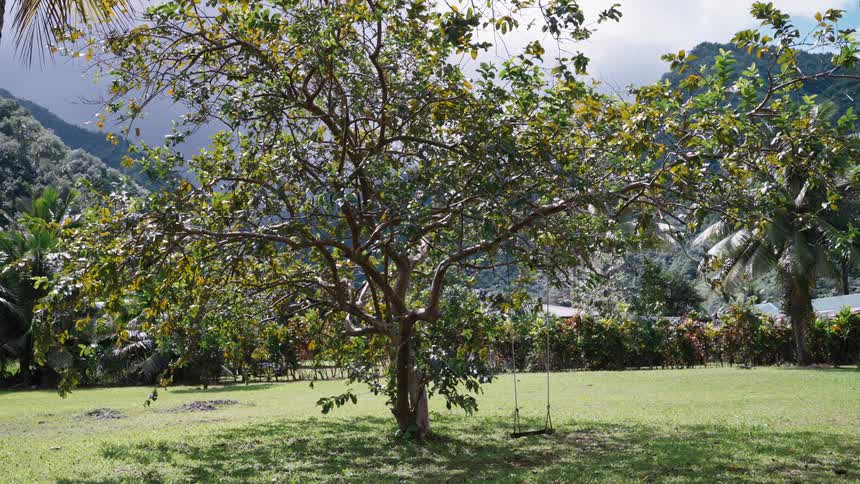 A rope swing hangs from a large tree in a grassy yard with tropical mountains in the background