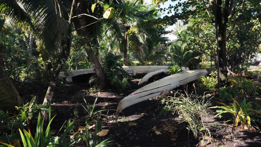 A static wide shot of traditional outrigger canoes resting on the dark soil of a sun-dappled tropical jungle