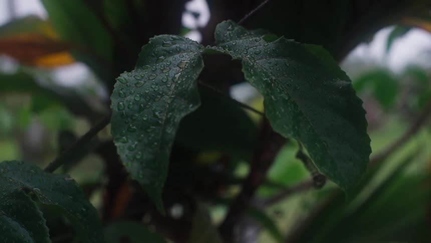 A close-up shot of dark green leaves covered in shimmering water droplets after a rain shower
