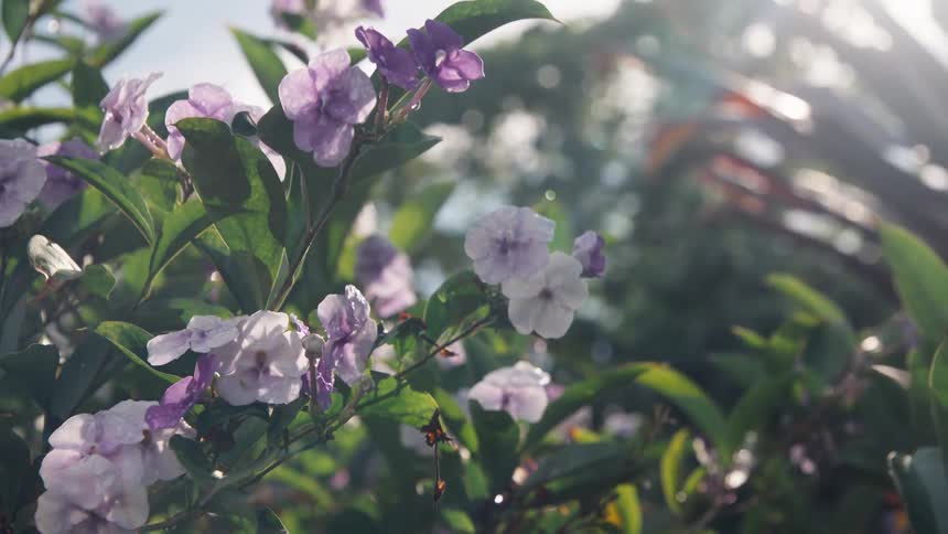 Delicate purple and white flowers with dew drops glisten in the bright morning sun, creating a natural lens flare