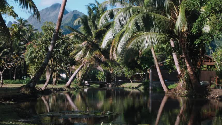 A tranquil pond reflects leaning palm trees and lush jungle foliage in a tropical paradise with a mountain in the background