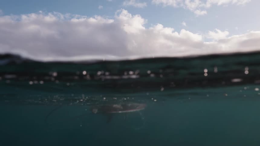 An over-under water shot captures a young boy in a wetsuit paddling his surfboard while waiting for waves in the ocean