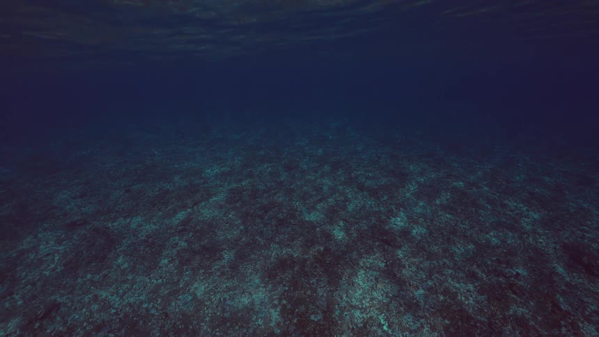 A green sea turtle gracefully swims through the deep blue ocean over a dark, rocky seabed