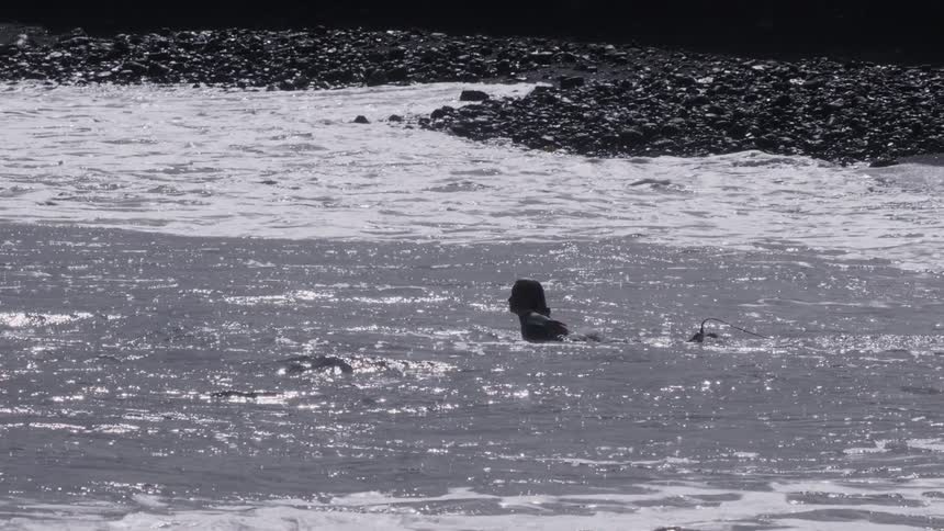 A silhouetted female surfer in slow motion sits on her board, paddling and waiting in the shimmering ocean by a rocky shore