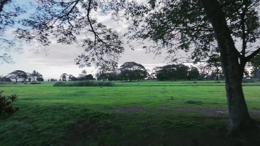 A slow aerial pullback shot over a vibrant green meadow, retreating behind the silhouette of tropical trees at dusk