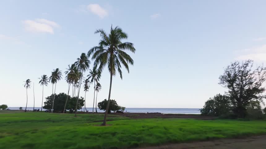 A smooth tracking shot glides sideways through a grove of tall palm trees to reveal a tranquil ocean coastline on a tropical island