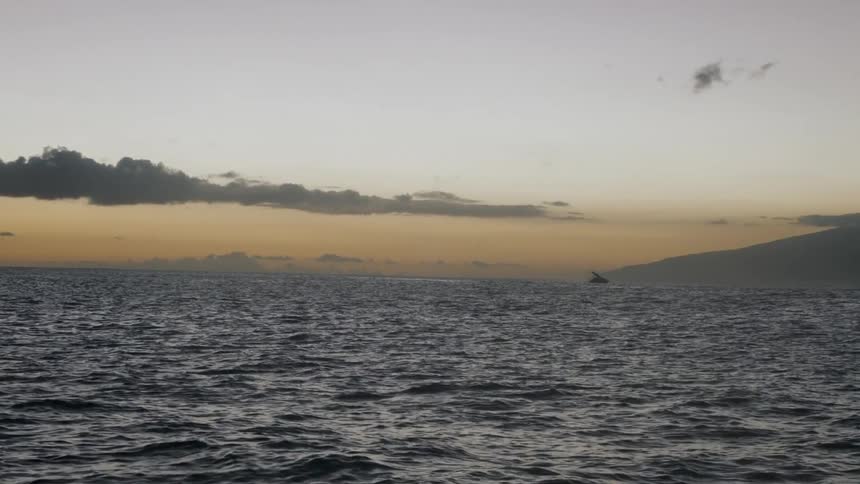 A majestic humpback whale breaches in the distant ocean at sunset with a beautiful orange sky