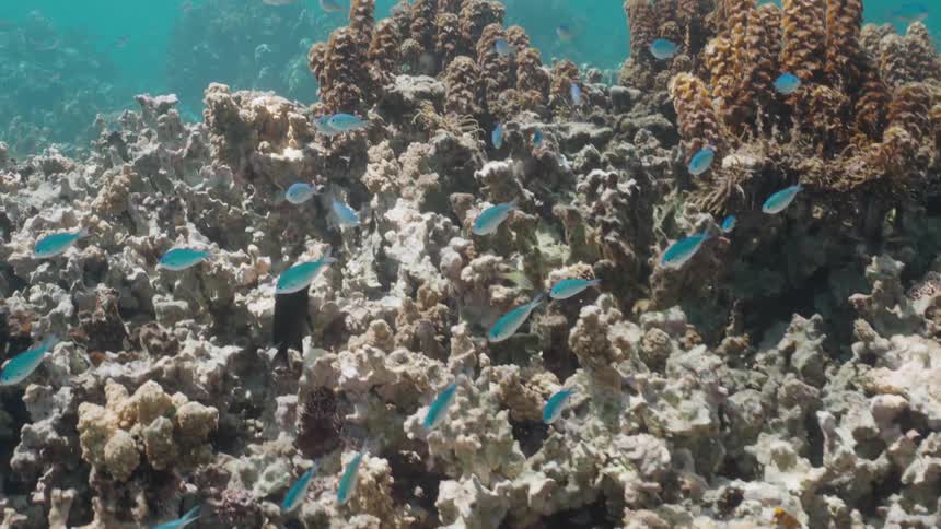 A large school of vibrant blue-green damselfish swims over a sunlit coral reef in clear turquoise water