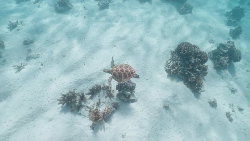 A majestic Green Sea Turtle glides through clear turquoise water above a sandy seabed dotted with coral