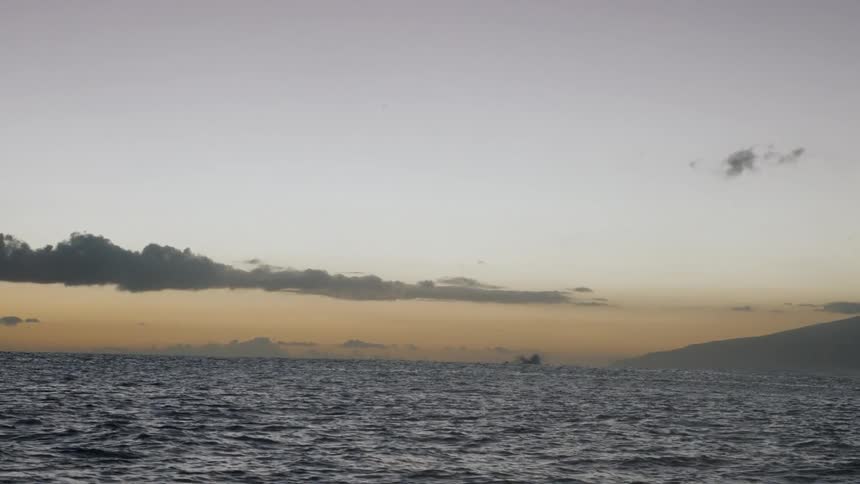 A wide shot of a distant whale breaching the surface of the ocean at sunset with a coastline in the background