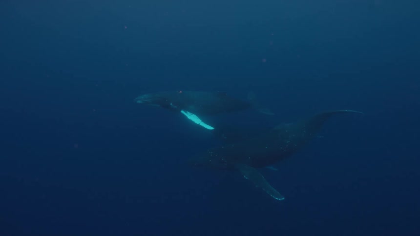 Two magnificent humpback whales swim peacefully together in the serene deep blue ocean