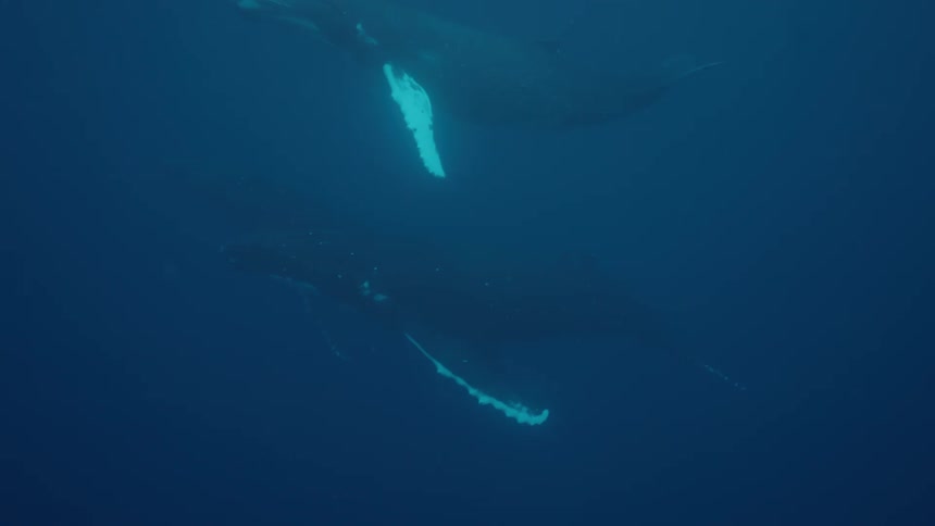An underwater shot shows two Humpback whales swimming peacefully in the deep blue ocean