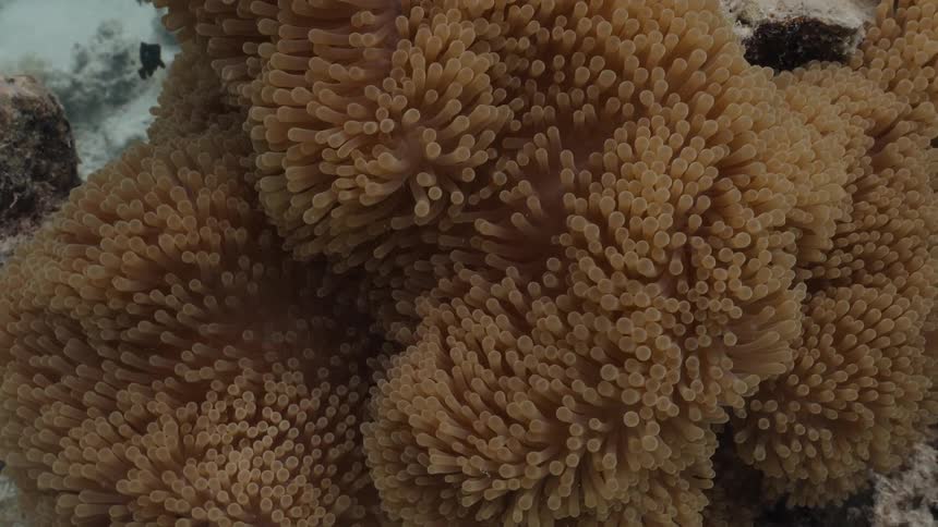 A mesmerizing close-up of a sea anemone's tentacles gently swaying in the underwater current on the ocean floor
