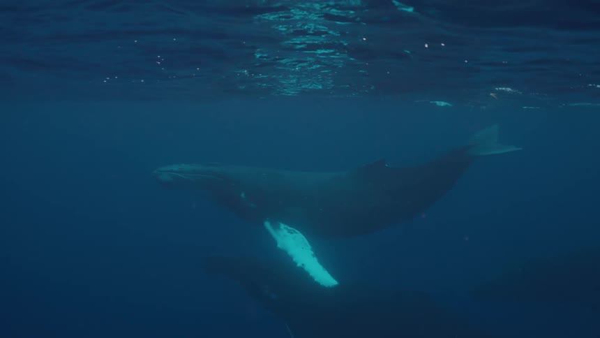 Two majestic humpback whales rest peacefully just below the surface of the deep blue ocean