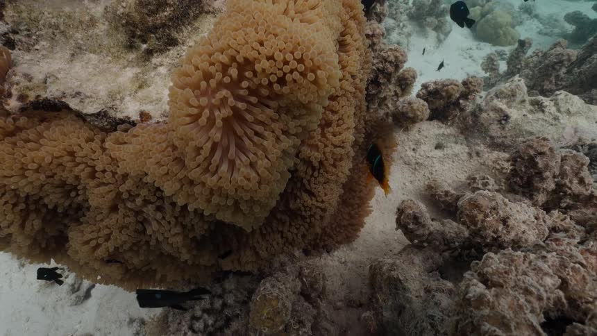 A colorful clownfish cautiously emerges from the safety of its host sea anemone on a sandy coral reef floor