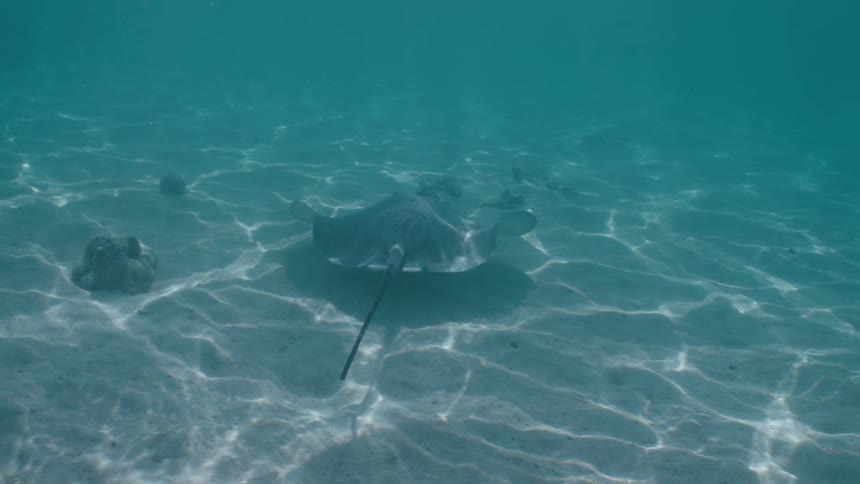 A stingray rests on the sandy seabed as sunlight creates patterns on the ocean floor
