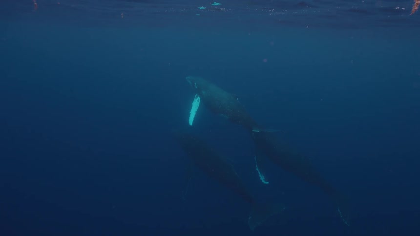 Three majestic humpback whales swim gracefully together in the deep blue ocean