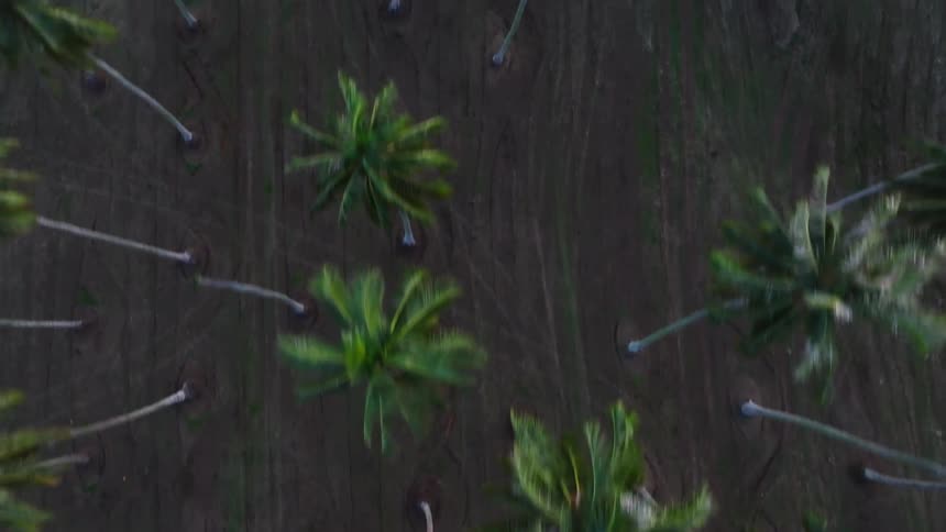 A slow, top-down drone flight over a vast and orderly palm tree plantation at dusk