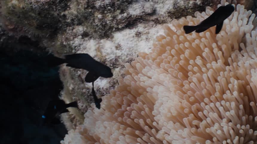Black anemonefish with blue markings swim gracefully among the waving tentacles of their host sea anemone