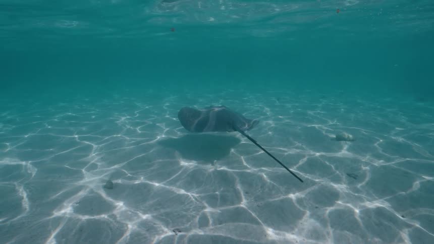 A graceful stingray glides slowly over a sunlit sandy ocean floor in clear turquoise water