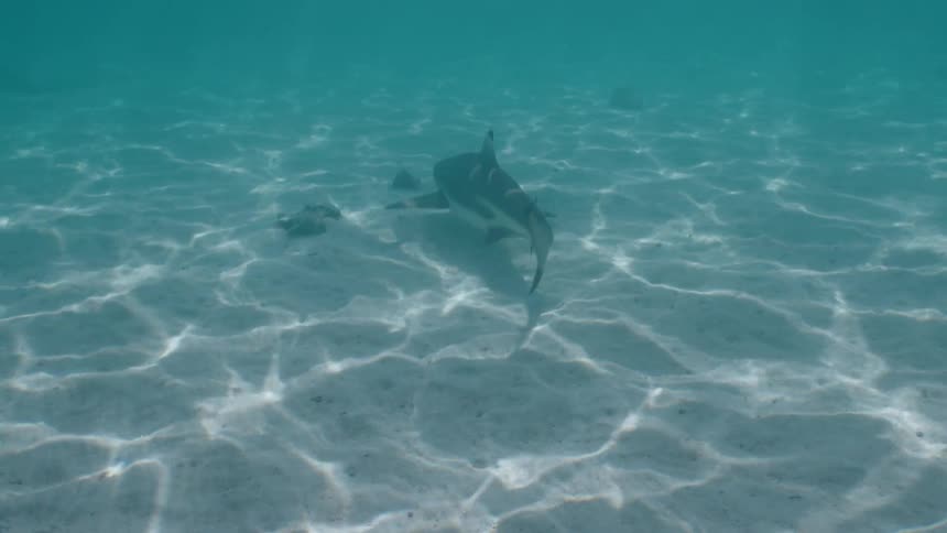 A blacktip reef shark swims slowly over the sandy seabed with sunlight creating beautiful patterns on the ocean floor