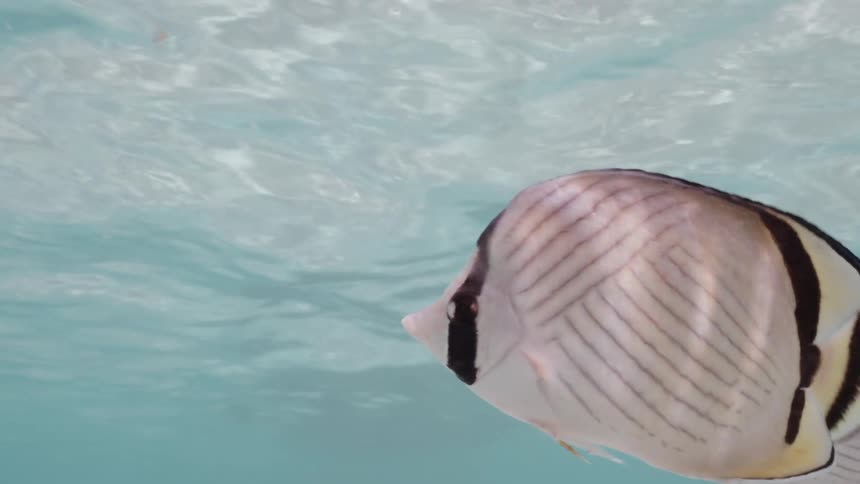 Slow motion close-up of a striped butterflyfish swimming serenely in shallow tropical ocean water