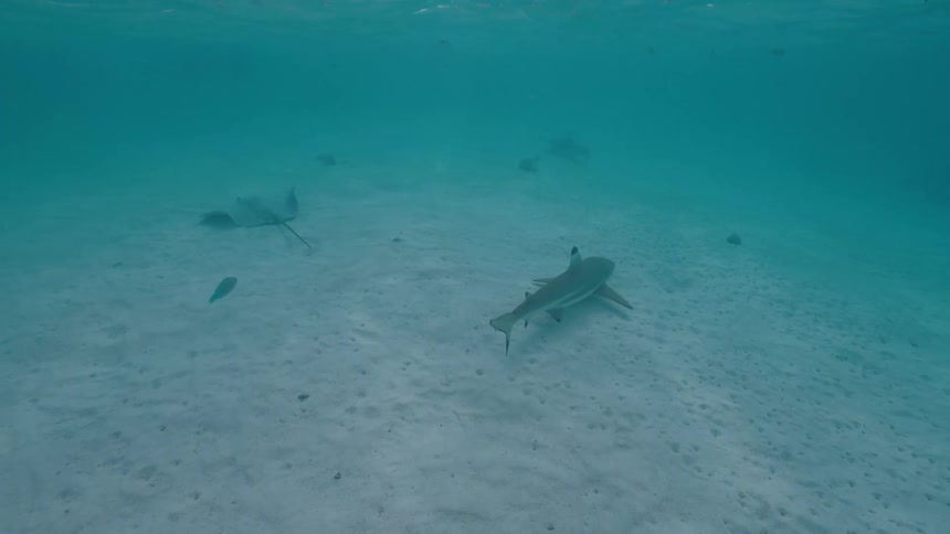 A blacktip reef shark and a stingray swim peacefully over the sandy bottom of a shallow, clear turquoise ocean