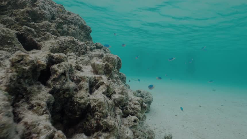 A school of small blue damselfish swims peacefully around a large, bleached coral head on a sandy ocean floor