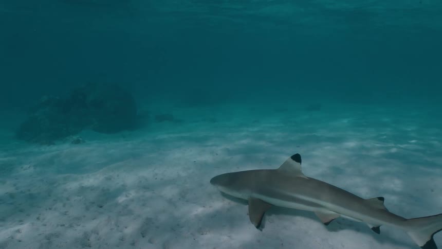 An underwater shot shows a blacktip reef shark hovering motionless above a sandy seabed
