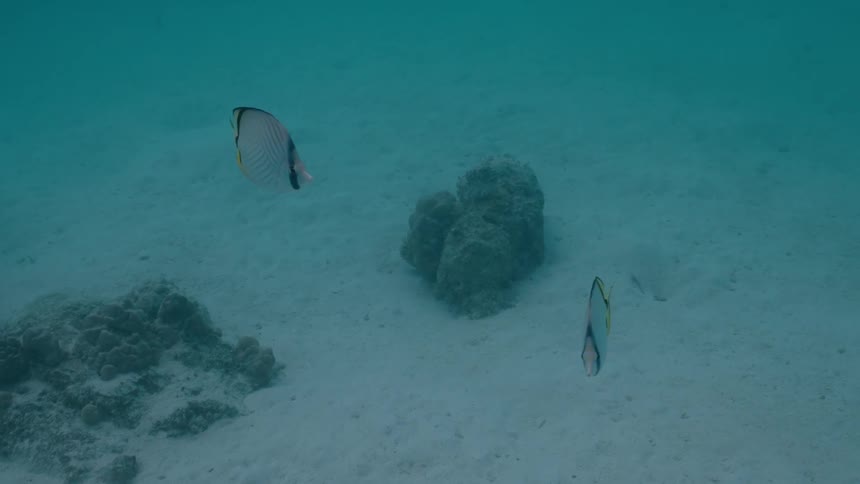 Two Threadfin Butterflyfish swim serenely over the sandy seabed in the calm, clear blue ocean