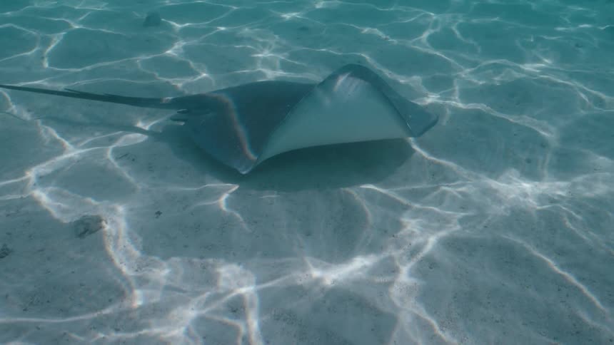 A peaceful underwater view of a stingray resting on the sandy ocean floor with shimmering sunlight patterns
