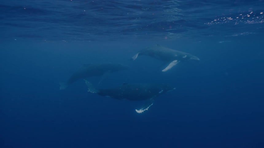 Three massive humpback whales rest peacefully, suspended in the tranquil deep blue water of the ocean