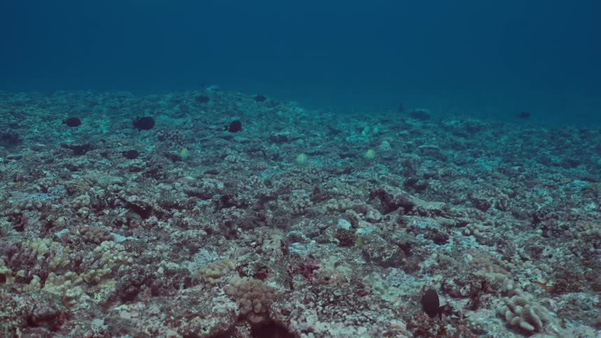 A wide underwater shot shows various small fish swimming over a desolate and barren coral reef graveyard